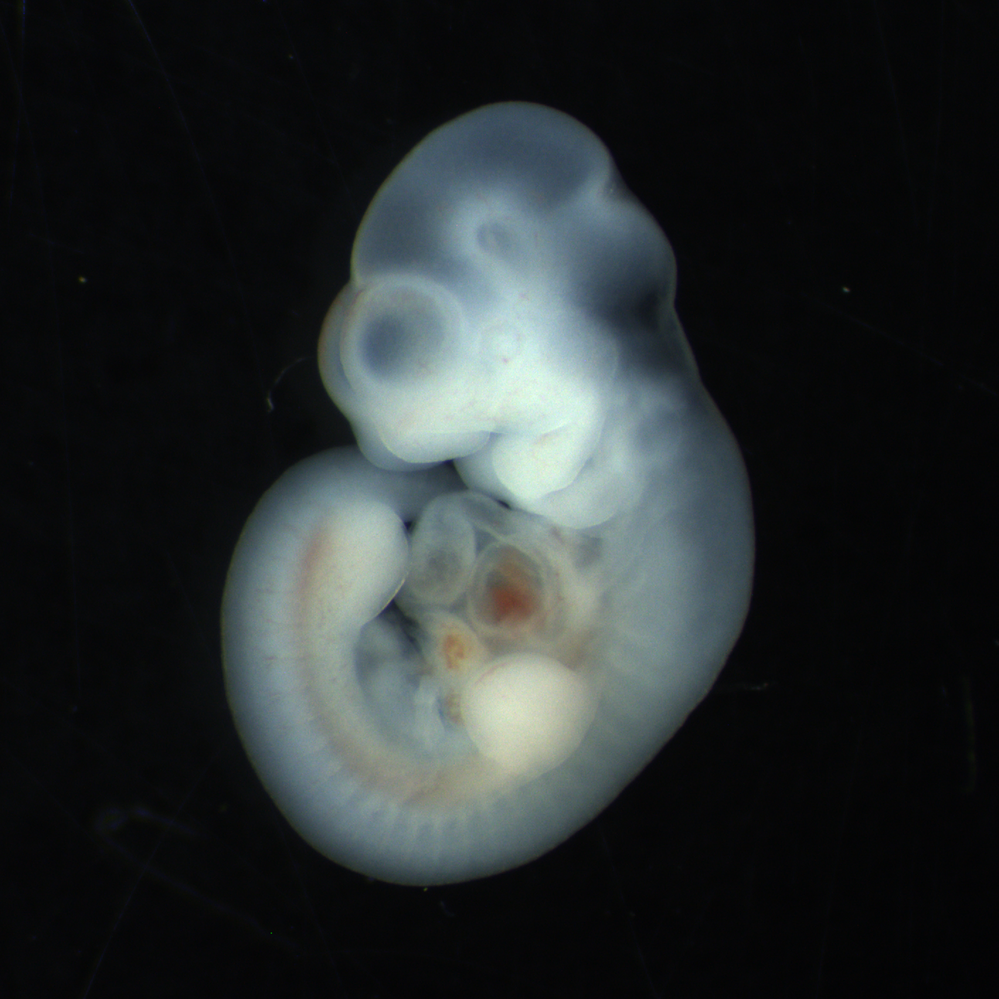 Mouse embryo fluorescence imaging